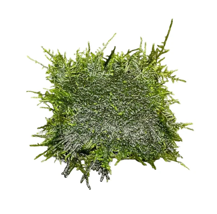 Peacock Moss 3x3 mat — live aquarium moss with feathery texture