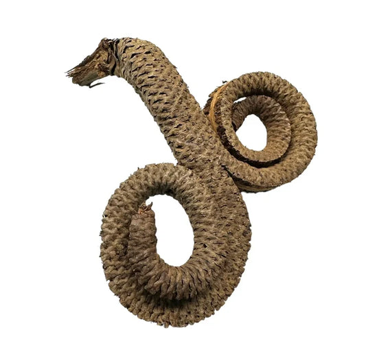 Ramshorn Pods — coiled dried botanical pods in earthy brown tones