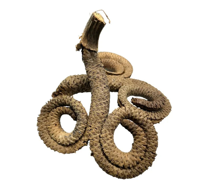Ramshorn Pods — dried brown spiral pods with rough textured surface