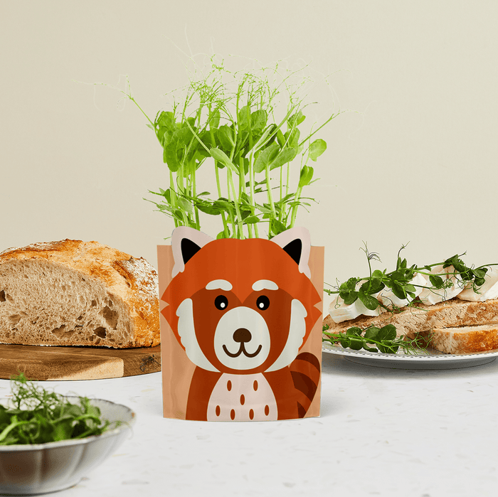 'Ruby' Red Panda Growable Microgreen Greetings Card