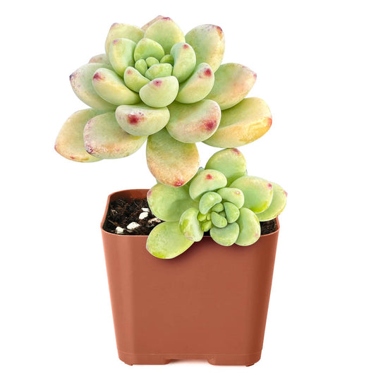 Sedum Clavatum/Tiscalatengo Gorge Sedum Tree