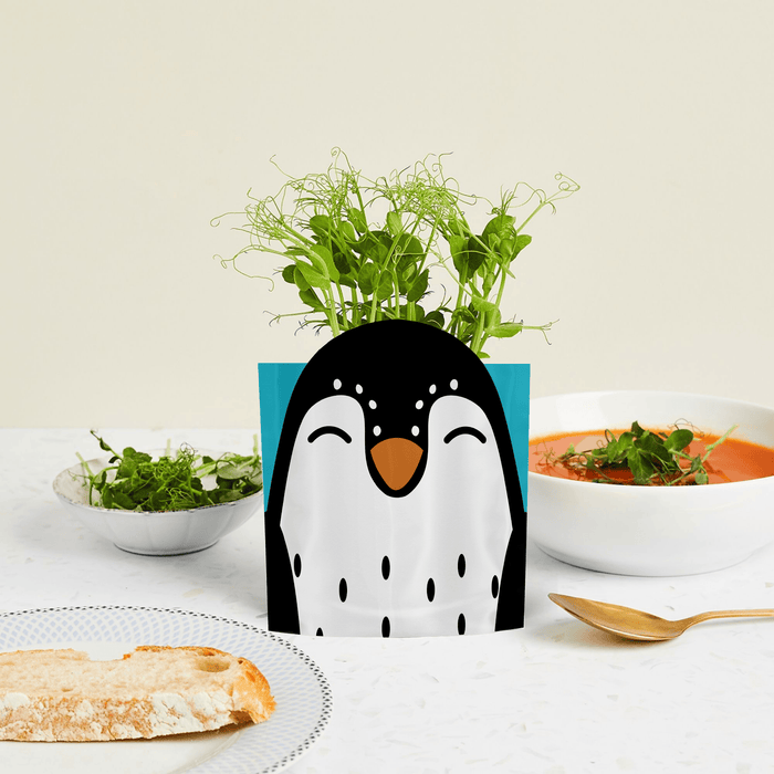 'Sonny' Penguin Growable Microgreen Greetings Card