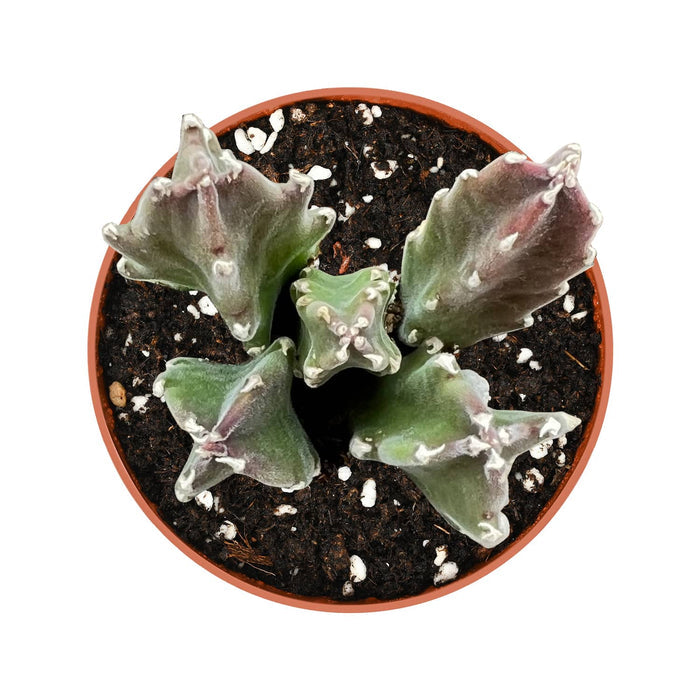 Stapelia Leendertziae (4 inch)