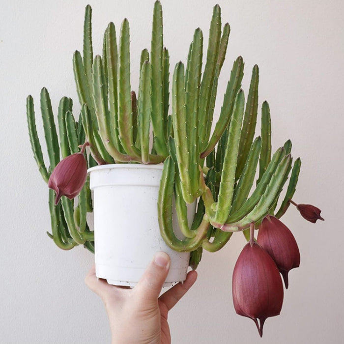 Stapelia Leendertziae (4 inch)