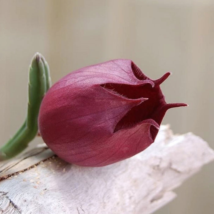 Stapelia Leendertziae (4 inch)