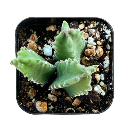 Stapelia Leendertziae