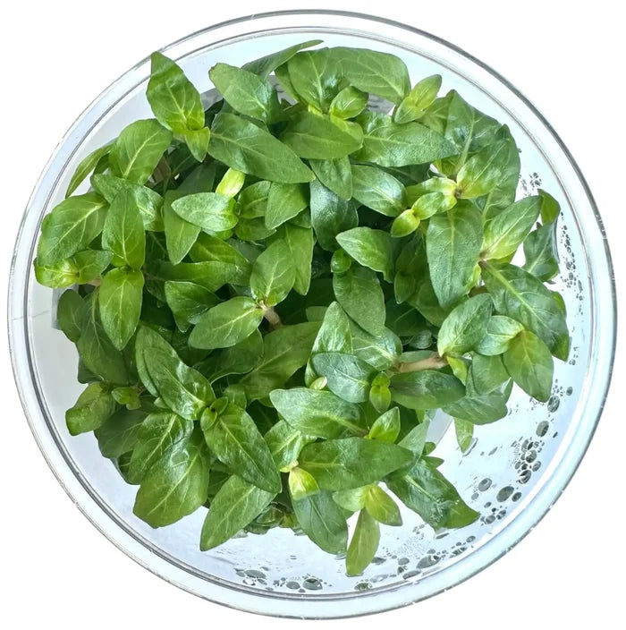 Staurogyne repens Tissue Culture — green tissue culture plants in clear cup