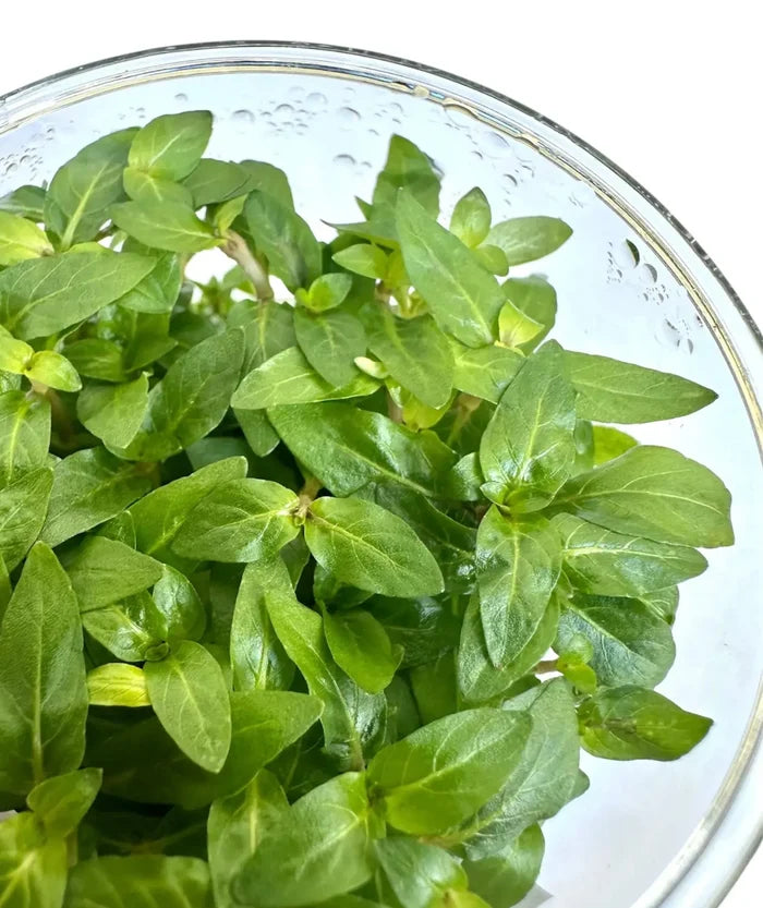 Staurogyne repens Tissue Culture — live aquarium plant in glass culture cup