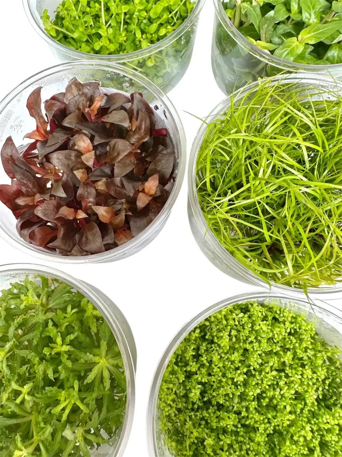 Clear glass bowls with vibrant green Staurogyne Repens plants