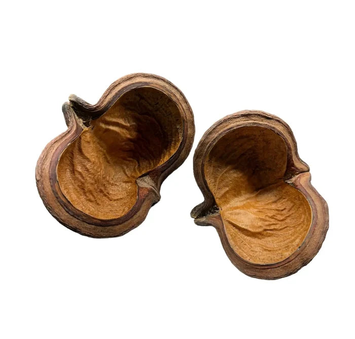 Sterculia Pods (Large) — split dried pods with brown grain and smooth interiors