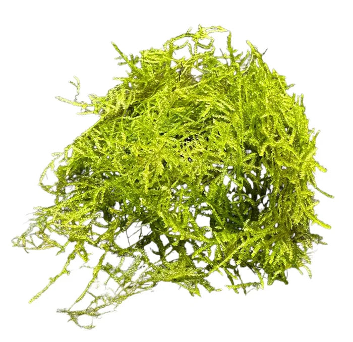 Vibrant green Weeping Moss Vesicularia Ferriei with feathery texture